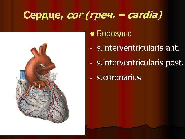 Сердце, cor (греч. – cardia) l Борозды: - s. interventricularis ant. - s. interventricularis