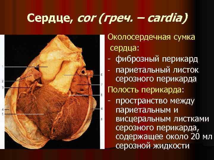Сердце, cor (греч. – cardia) Околосердечная сумка сердца: - фиброзный перикард - париетальный листок