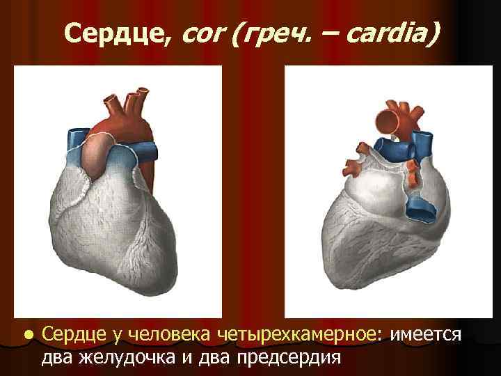 Сердце, cor (греч. – cardia) l Сердце у человека четырехкамерное: имеется два желудочка и