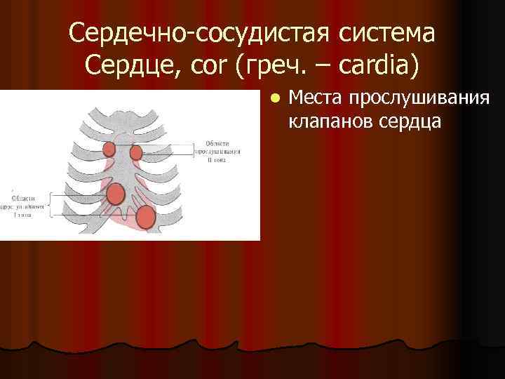 Сердечно-сосудистая система Сердце, cor (греч. – cardia) l Места прослушивания клапанов сердца 
