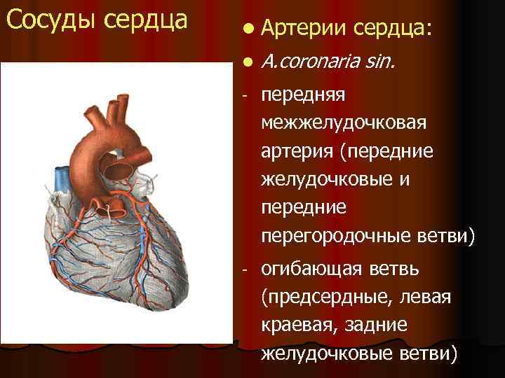 Сосуды сердца l Артерии сердца: l A. coronaria sin. - передняя межжелудочковая артерия (передние