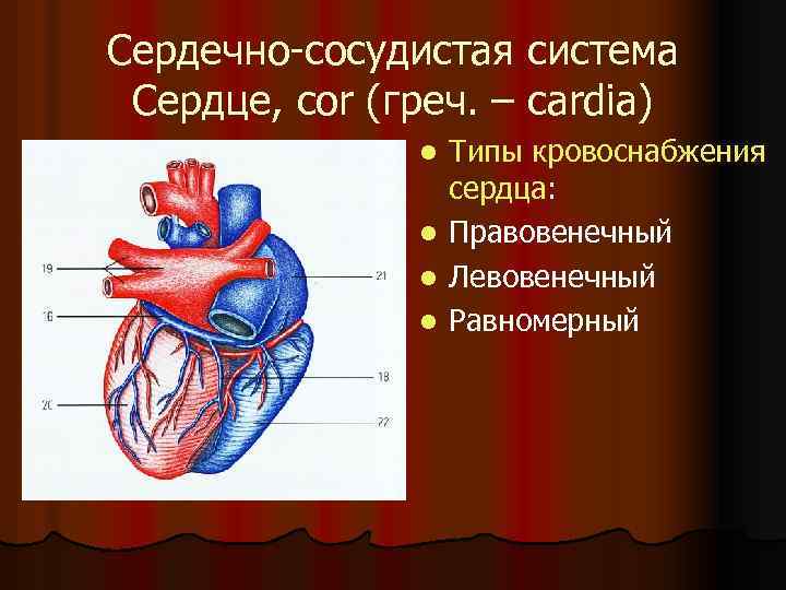 Сердечно-сосудистая система Сердце, cor (греч. – cardia) Типы кровоснабжения сердца: l Правовенечный l Левовенечный