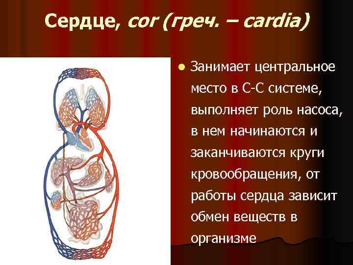 Сердце, cor (греч. – cardia) l Занимает центральное место в С-С системе, выполняет роль