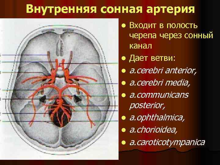 Внутренняя сонная артерия Входит в полость черепа через сонный канал l Дает ветви: l