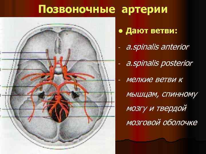 Позвоночные артерии l Дают ветви: - a. spinalis anterior - a. spinalis posterior -