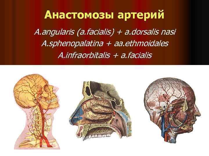 Анастомозы артерий A. angularis (a. facialis) + a. dorsalis nasi A. sphenopalatina + aa.