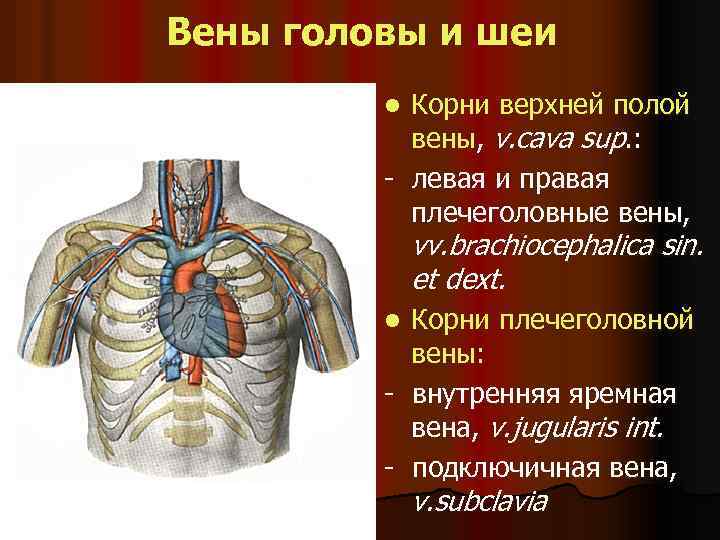 Вены головы и шеи Корни верхней полой вены, v. cava sup. : - левая