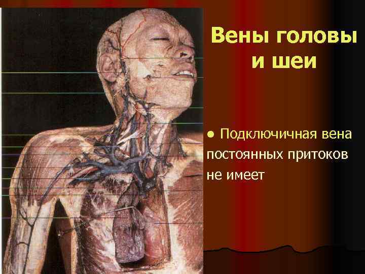 Вены головы и шеи Подключичная вена постоянных притоков не имеет l 