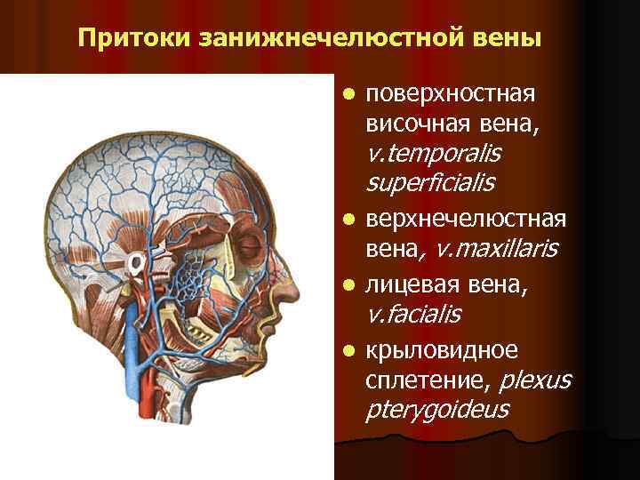 Притоки занижнечелюстной вены l поверхностная височная вена, v. temporalis superficialis верхнечелюстная вена, v. maxillaris