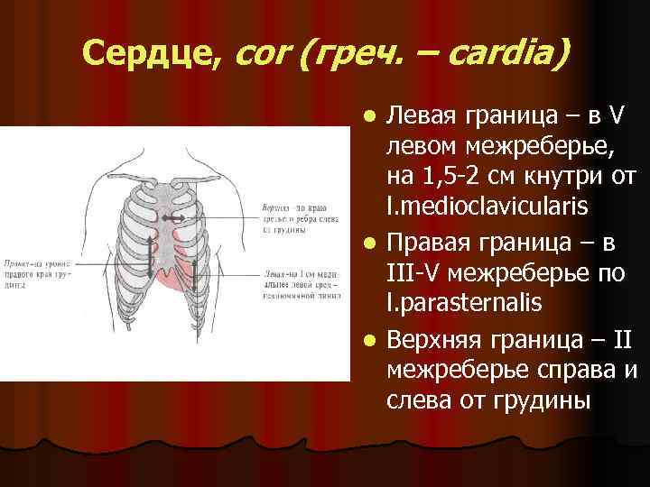 Сердце, cor (греч. – cardia) Левая граница – в V левом межреберье, на 1,