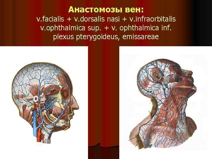 Анастомозы вен: v. facialis + v. dorsalis nasi + v. infraorbitalis v. ophthalmica sup.