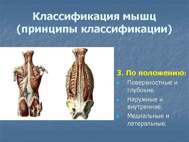 Классификация мышц (принципы классификации) 3. По положению: n n n Поверхностные и глубокие. Наружные