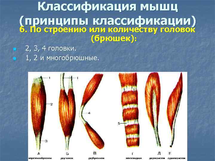 Классификация мышц (принципы классификации) 6. По строению или количеству головок (брюшек): n n 2,