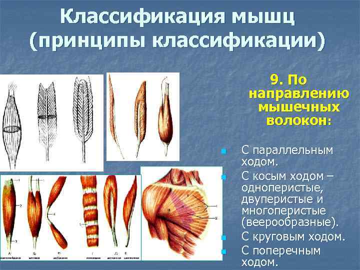 Классификация мышц (принципы классификации) 9. По направлению мышечных волокон: n n С параллельным ходом.