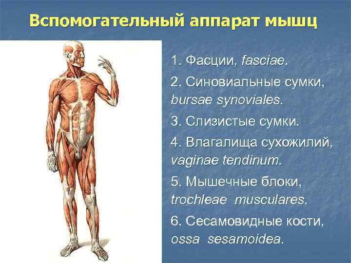 Вспомогательный аппарат мышц 1. Фасции, fasciae. 2. Синовиальные сумки, bursae synoviales. 3. Слизистые сумки.