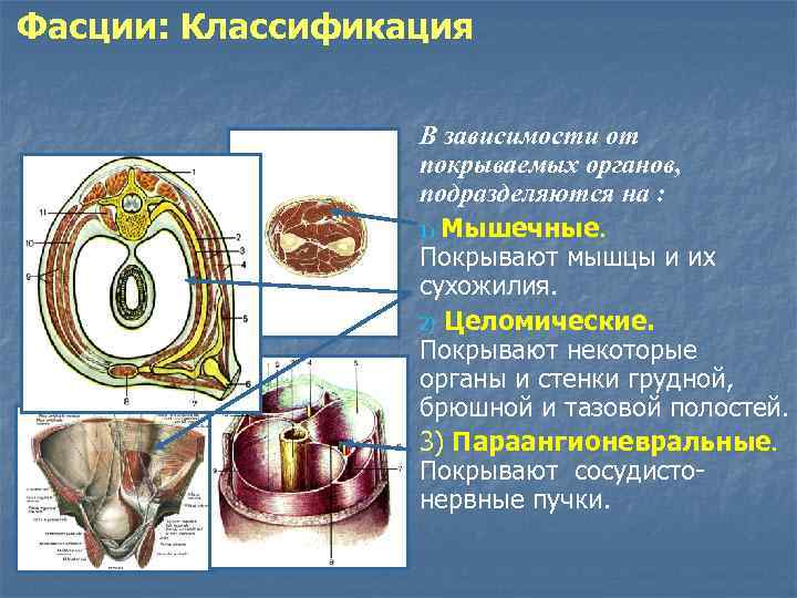 Фасции: Классификация В зависимости от покрываемых органов, подразделяются на : 1) Мышечные. Покрывают мышцы