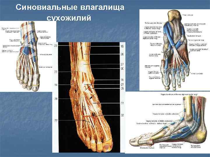 Синовиальные влагалища сухожилий 