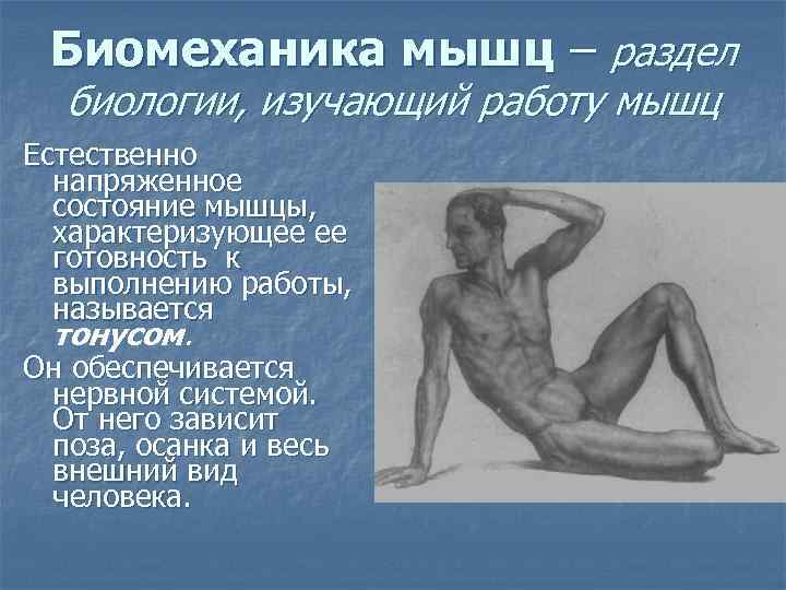 Биомеханика мышц – раздел биологии, изучающий работу мышц Естественно напряженное состояние мышцы, характеризующее ее