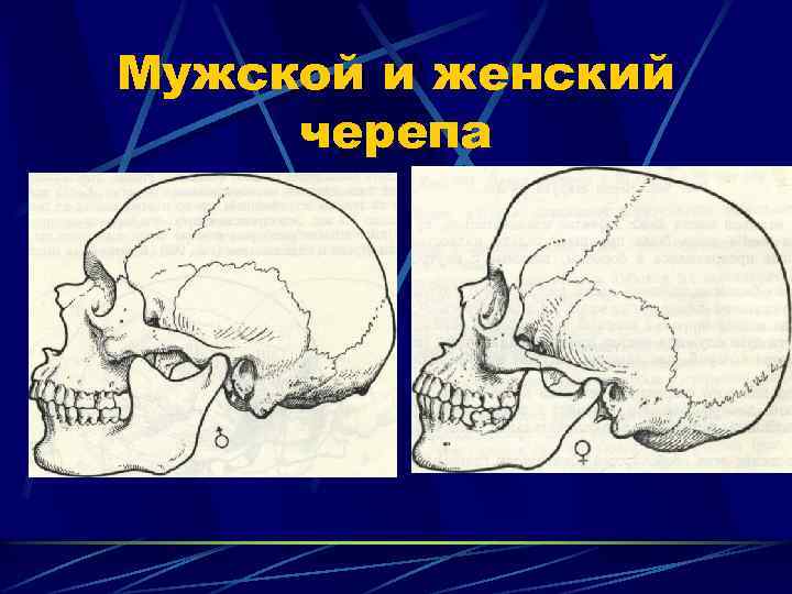 Мужской и женский черепа 