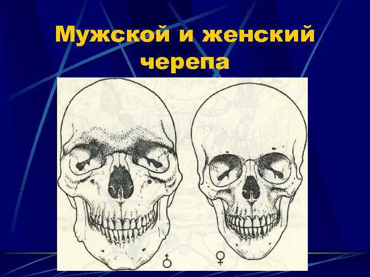 Мужской и женский черепа 