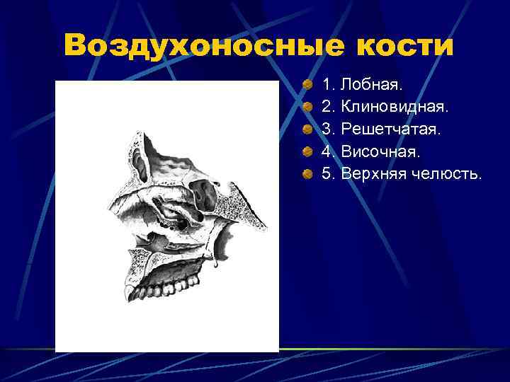 Воздухоносные кости 1. Лобная. 2. Клиновидная. 3. Решетчатая. 4. Височная. 5. Верхняя челюсть. 