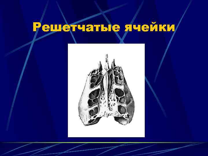 Решетчатые ячейки 