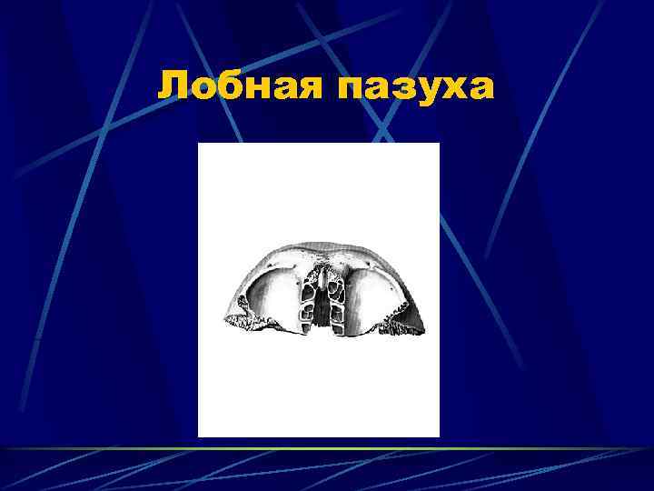 Лобная пазуха 