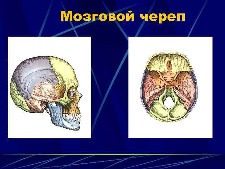 Мозговой череп. Ориентиры мозгового черепа. Индивидуальная изменчивость мозгового отдела черепа.