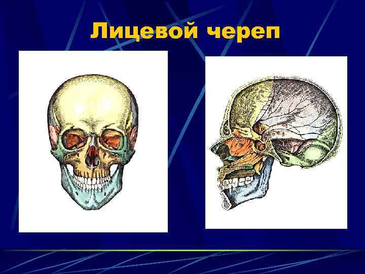 Лицевые кости черепа