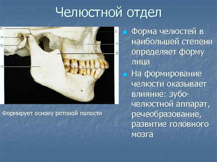 Челюстной отдел n n Формирует основу ротовой полости Форма челюстей в наибольшей степени определяет