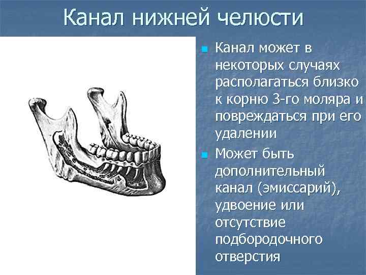 Канал нижней челюсти n n Канал может в некоторых случаях располагаться близко к корню