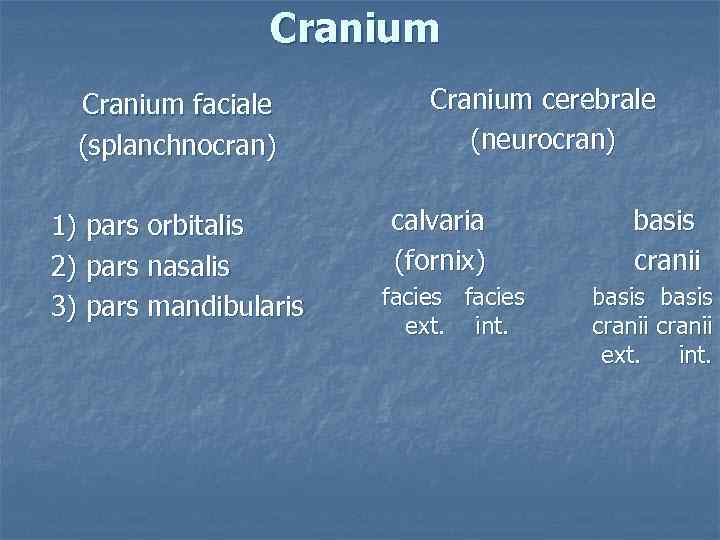 Cranium faciale (splanchnocran) 1) pars orbitalis 2) pars nasalis 3) pars mandibularis Cranium cerebrale