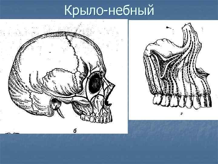 Крыло-небный 