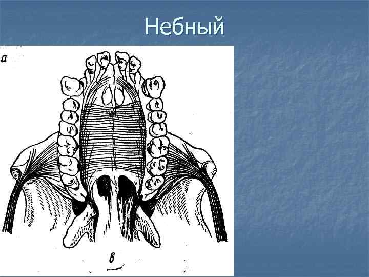 Небный 