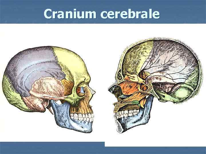 Cranium cerebrale 