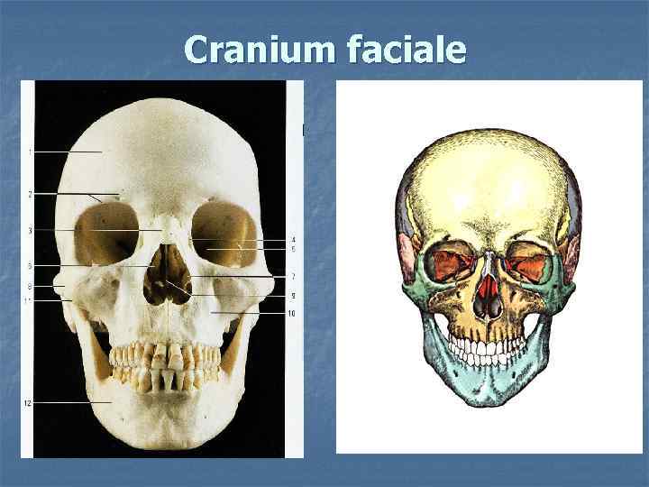 Cranium faciale 