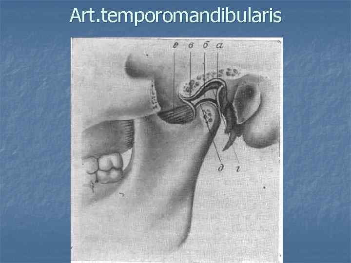 Art. temporomandibularis 