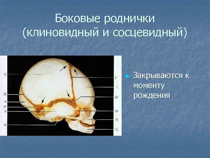 Боковые роднички (клиновидный и сосцевидный) n Закрываются к моменту рождения 