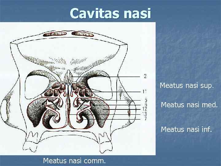 Сavitas nasi Meatus nasi sup. Meatus nasi med. Meatus nasi inf. Meatus nasi comm.