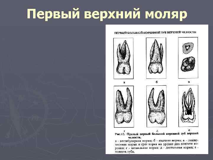 Первый верхний моляр 