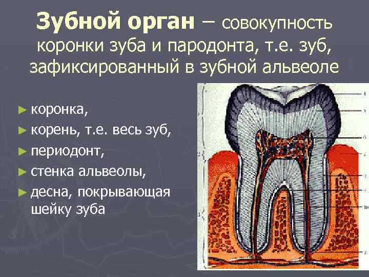 Зубной орган – совокупность коронки зуба и пародонта, т. е. зуб, зафиксированный в зубной