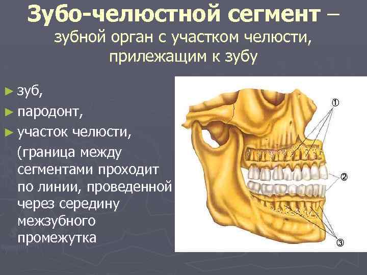 Зубо-челюстной сегмент – зубной орган с участком челюсти, прилежащим к зубу ► зуб, ►