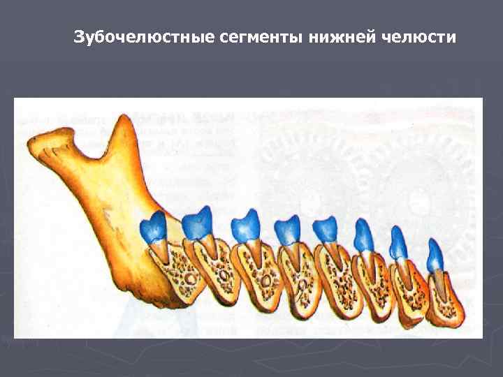 Зубочелюстные сегменты нижней челюсти 