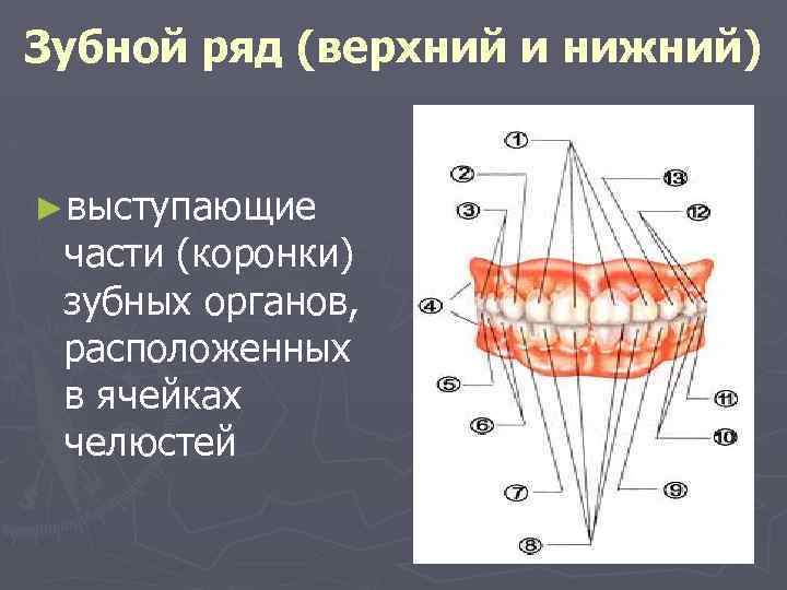 Зубной ряд (верхний и нижний) ►выступающие части (коронки) зубных органов, расположенных в ячейках челюстей