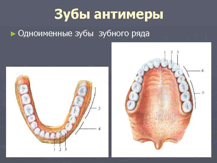 Зубы антимеры ► Одноименные зубы зубного ряда 