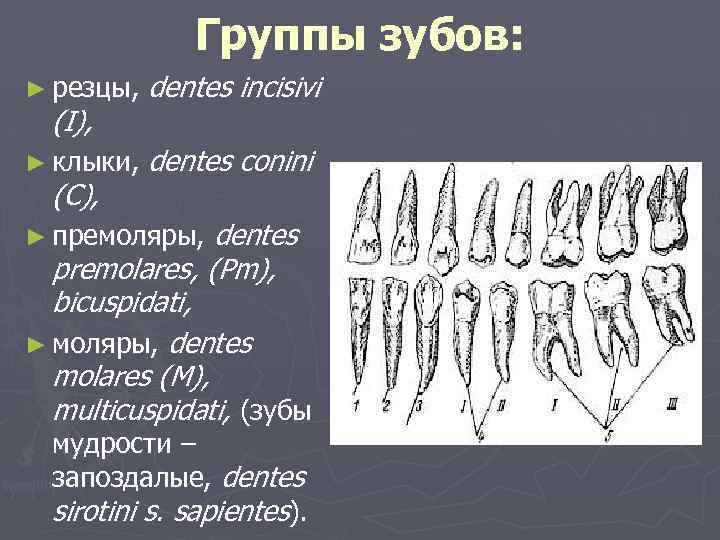 Группы зубов: ► резцы, dentes incisivi ► клыки, dentes conini (I), (C), dentes premolares,