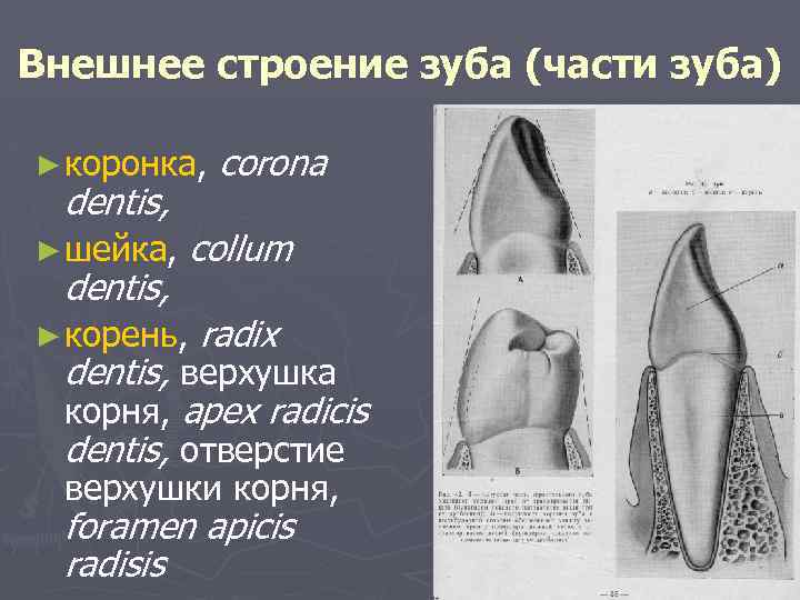 Внешнее строение зуба (части зуба) ► коронка, dentis, ► шейка, dentis, corona collum ►
