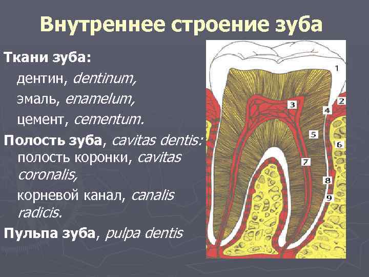 Внутреннее строение зуба Ткани зуба: дентин, dentinum, эмаль, enamelum, цемент, cementum. Полость зуба, cavitas