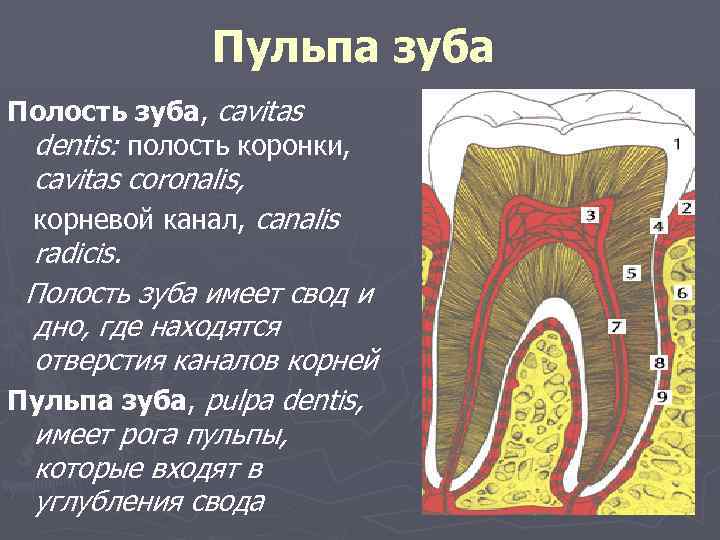 Пульпа зуба Полость зуба, cavitas dentis: полость коронки, cavitas coronalis, корневой канал, canalis radicis.
