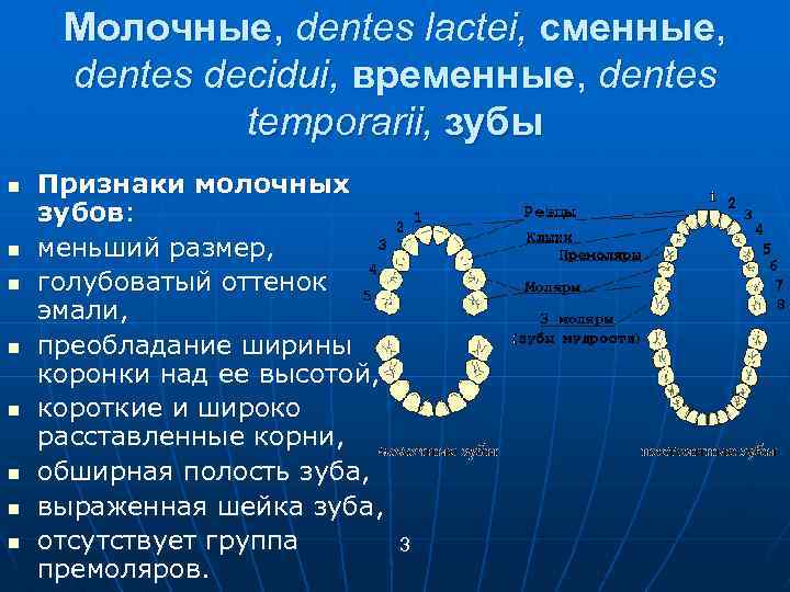 Проект молочные зубы